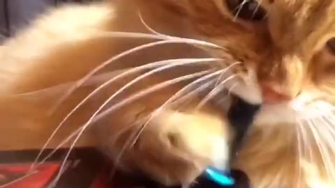 May the Forth be with you! Cat chose the dark side.