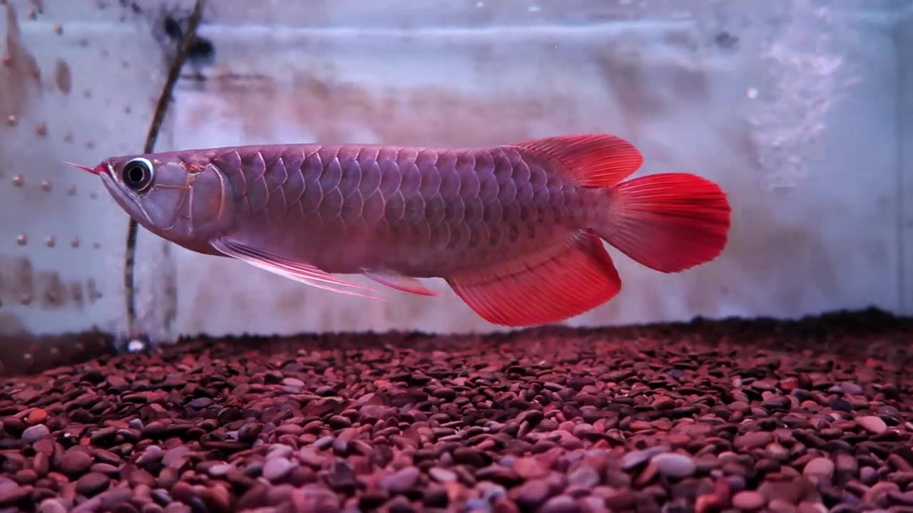 【龍爵士】26公分 特 印尼紅 (1)