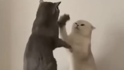 Funny cat compilation🤣