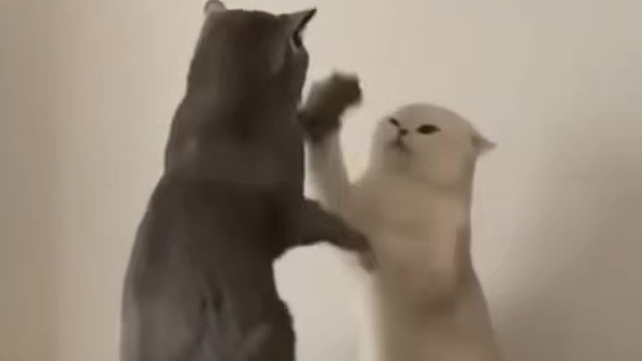 Funny cat compilationš¤£