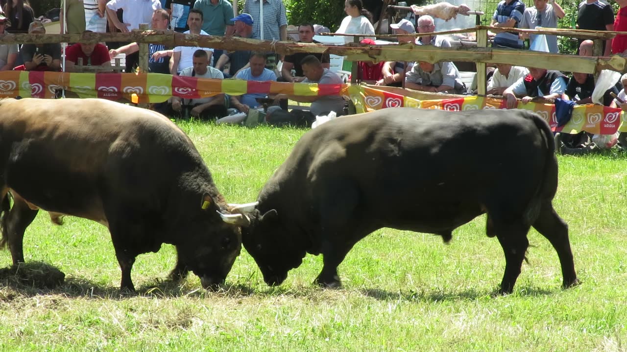 Peran od Čaušević Lonić vs Mrkonja od Braće Tabaković Banovići 2025