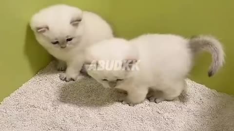 Si abu dan si putih belajar bab
