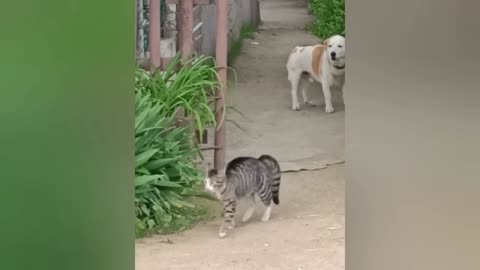 Funny Animal Videos 😂 | Funny Dogs| Funny Cats #cats #dogs