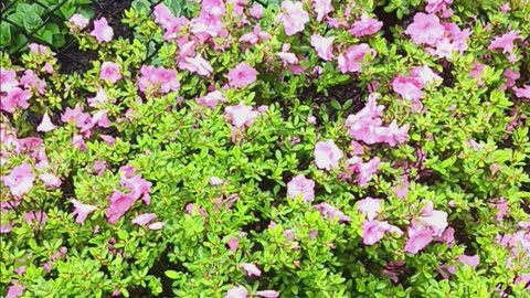 Spring colors.