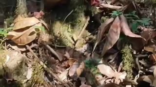 🔥💥 Myanmar War | Kachin Independence Army Raids Burmese Army Camp | RCF