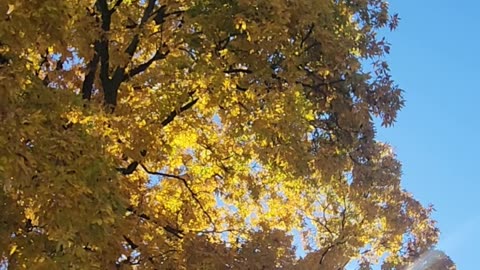 Squirrel raids nuts in a hickory tree that is in full golden yellow autumn colors
