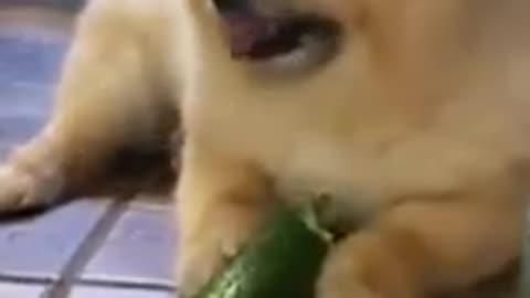 Cats vs. Cucumbers: Hilarious Jump Scares Part 3