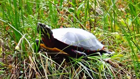 Painted Turtle