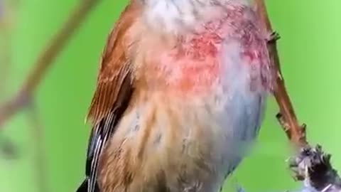 Birds Singing Variety