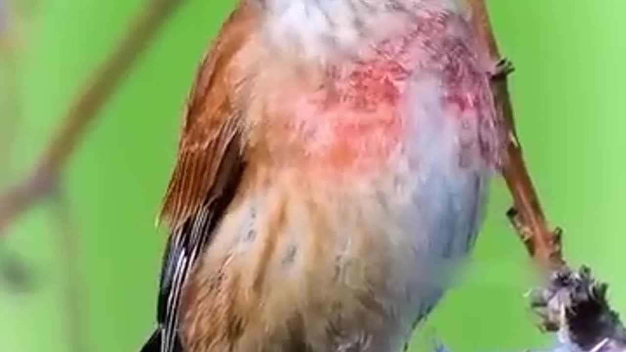 Birds Singing Variety