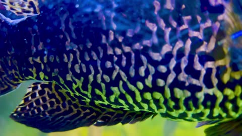 Jaguar Cichlid loves the camera. Arowanna hates it