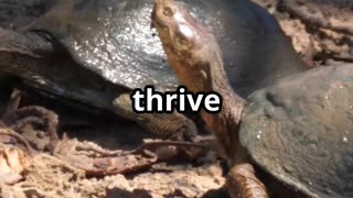 🐢💨 Turtles Can Breathe Through Their Butts! 😱