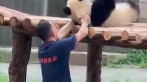 panda, funny panda, cute panda, playful panda, panda videos,