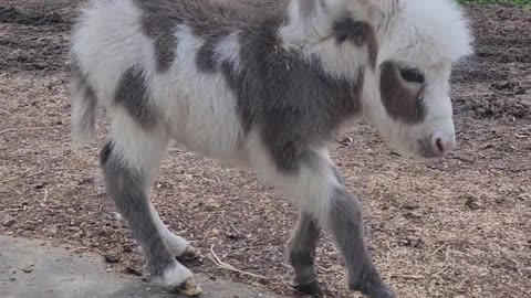Baby Mini Donkey Learning to Roll