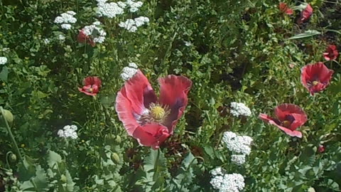 Pollinator Garden and Bee Pontoon Watering Station in Spokane