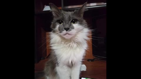 Gaming And Chilling 07/14/2024 Meow (July 14, 2024)