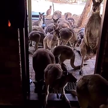 Kangaroo diaries only in Australia 🇦🇺