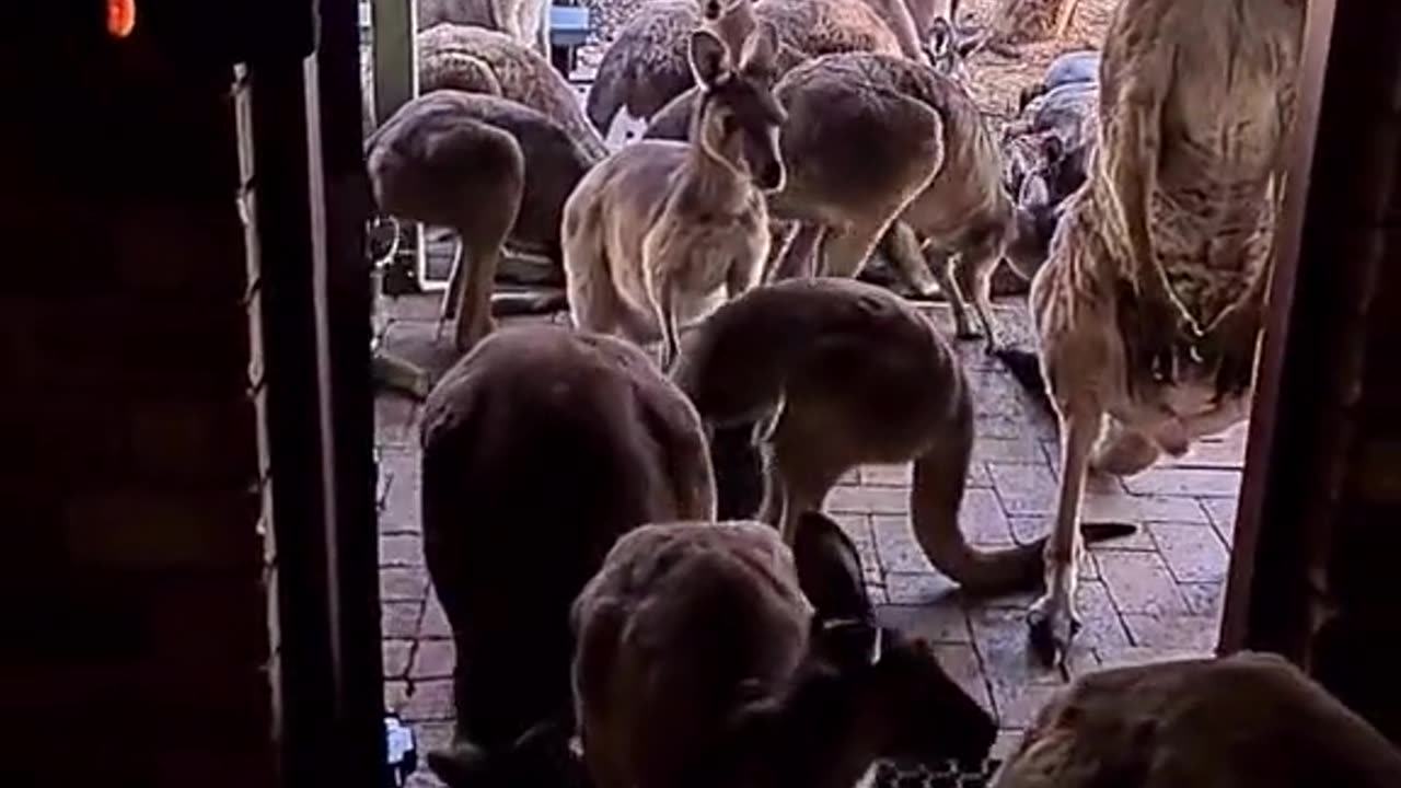 Kangaroo diaries only in Australia 🇦🇺