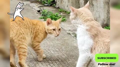 Both of us ready to fight or No😂😹