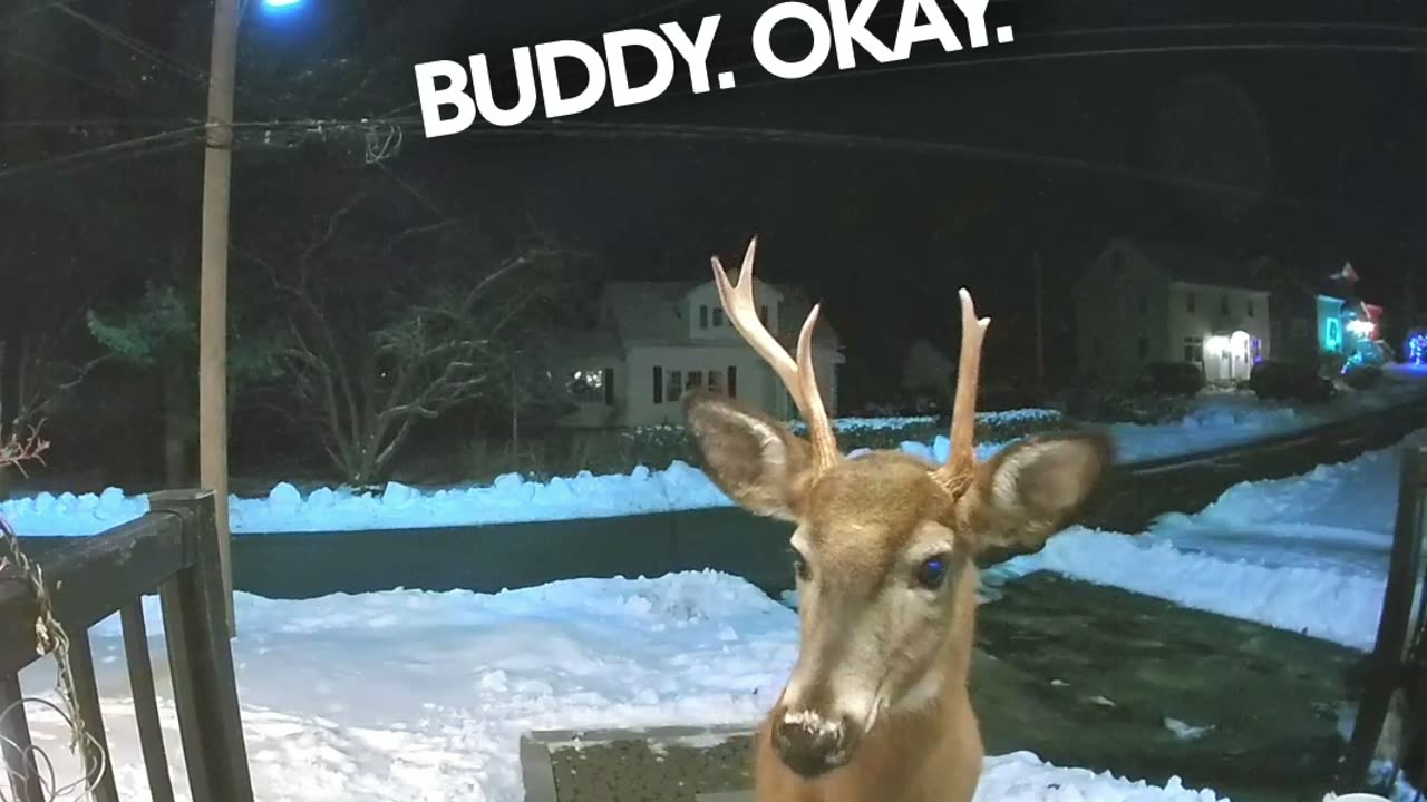 Bucks gone wild: Holiday decorations are on the menu...🦌