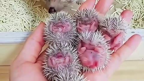 Hedgehog getting birth