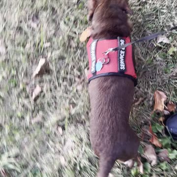 Walking With My Dog