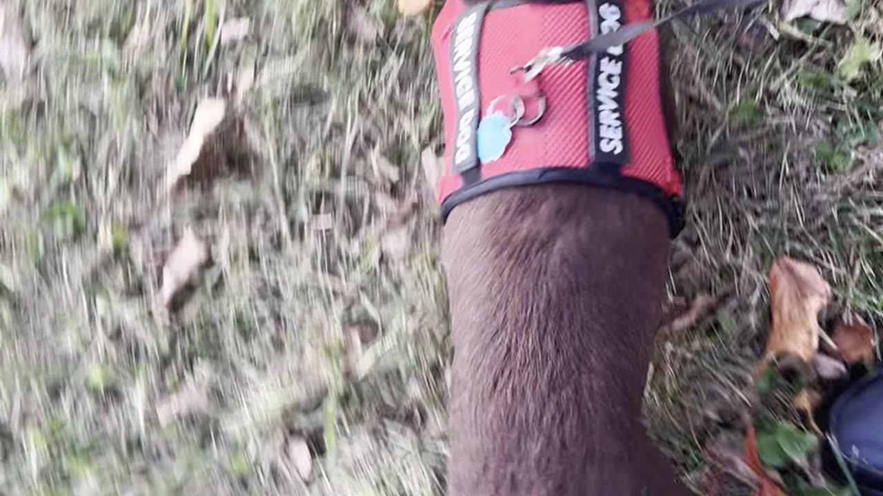 Walking With My Dog