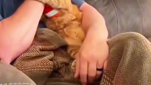 cat comedy