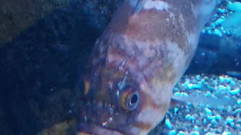 sea fish