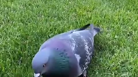 Time to break the cat's scheme.