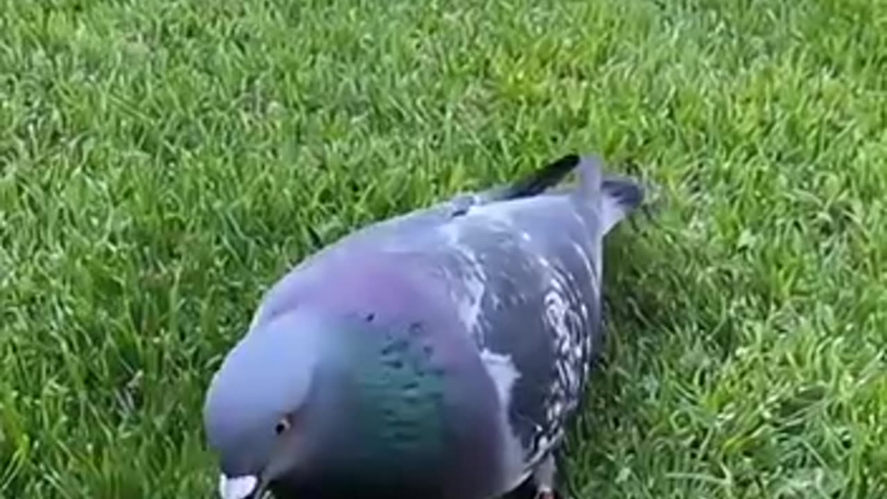 Time to break the cat's scheme.