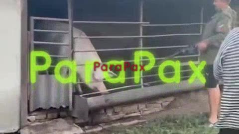 Russian Soldiers Stealing Farm Animals from Locals in Occupied Donetsk