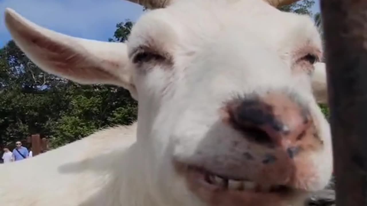 The Real Goat, Please help me reach 100 followers