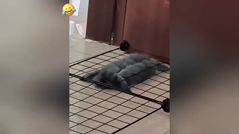 Funny pets 1
