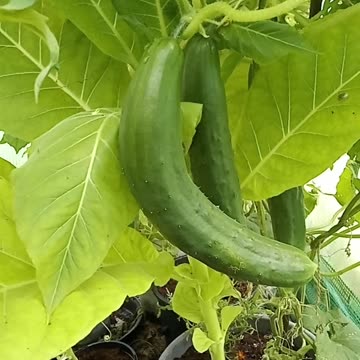I found a rude cucumber in my polytunnel!