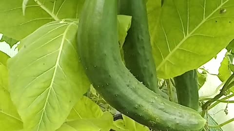 I found a rude cucumber in my polytunnel!