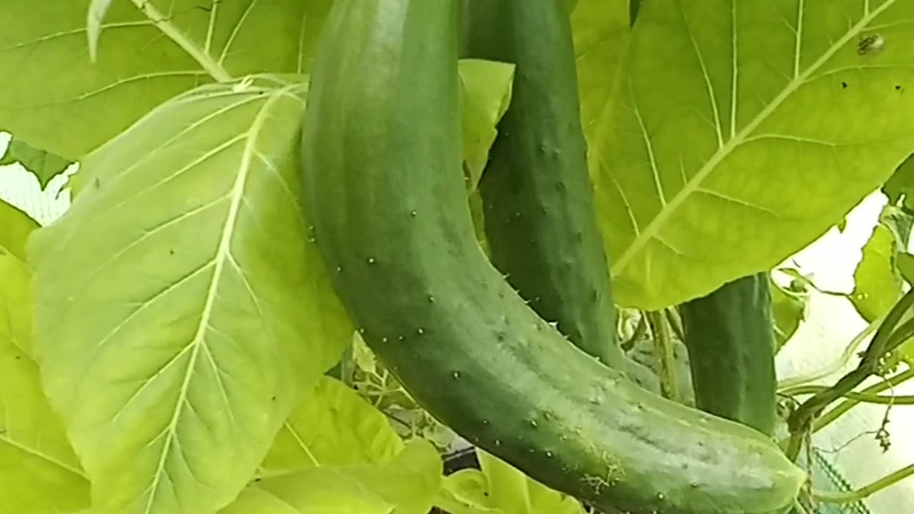 I found a rude cucumber in my polytunnel!