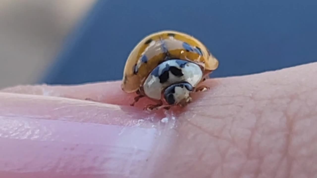 😱🐞 Help! The Ladybug is Mercilessly Trying to Eat Me! | FunFM