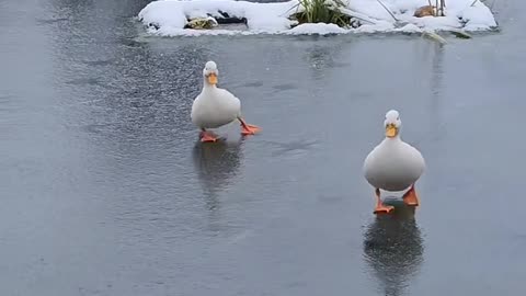 Funniest Animal Moments That Will Make You Laugh
