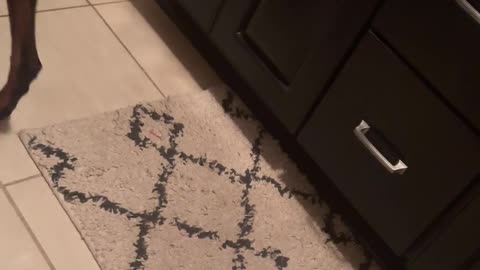 😂🤣 How's She Gonna Act Hurt? All I Needed Was a Moment of Privacy | FunFM