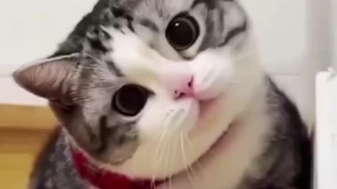 Lovely Cats Being Adorable 😻