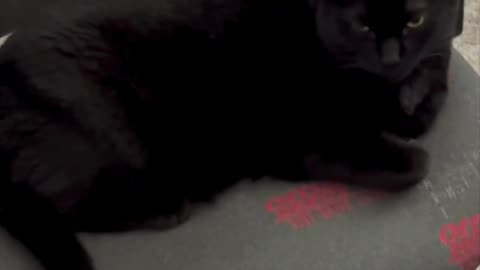 Cute Precious Piper Keeps Busy in the Office - Adopting a Cat from a Shelter Vlog #shorts