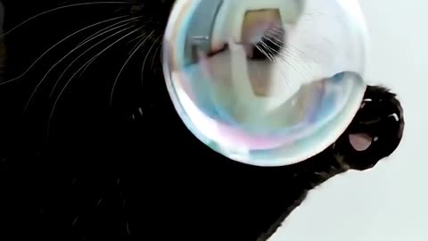 Playful Cats