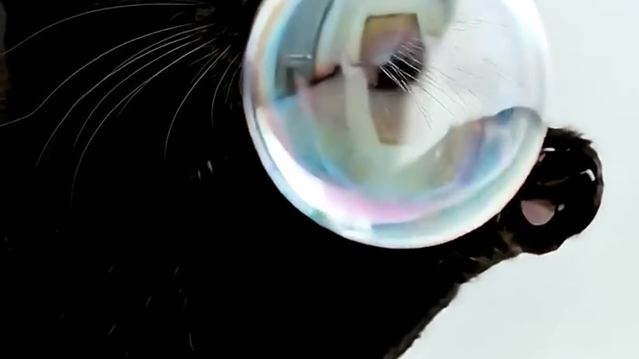 Playful Cats