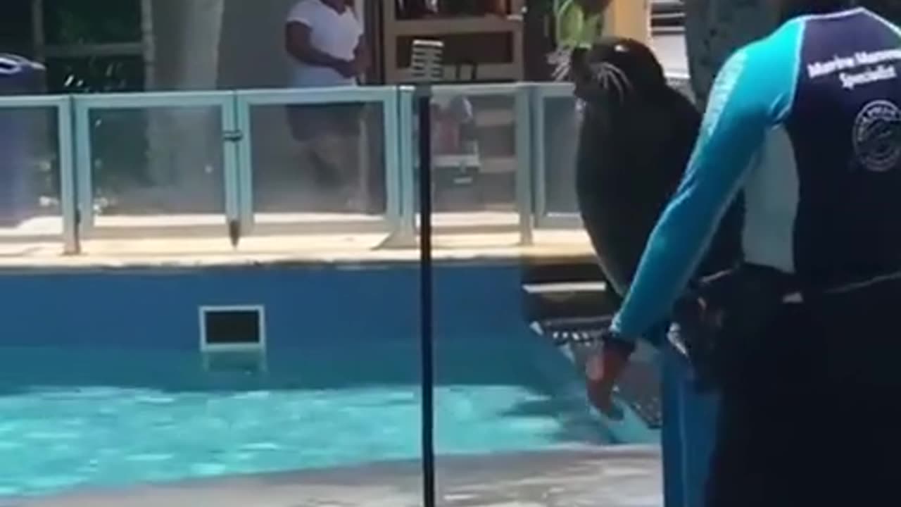 😂🐆 Let's Get These Animals Domesticated! | FunFM
