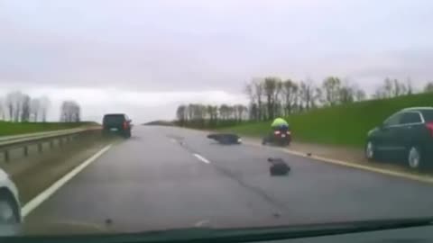 🐦🐱 No Animals Were Harmed... or Were They? | FunFM