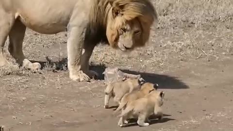 Cute lion cubs meet dad - cute baby lion