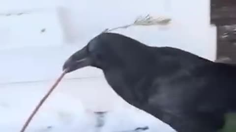 Ravens problem solving skills never ceases to amaze