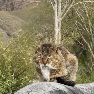 Very wise old cat 😊