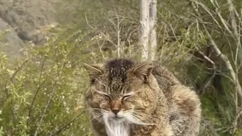 Very wise old cat 😊